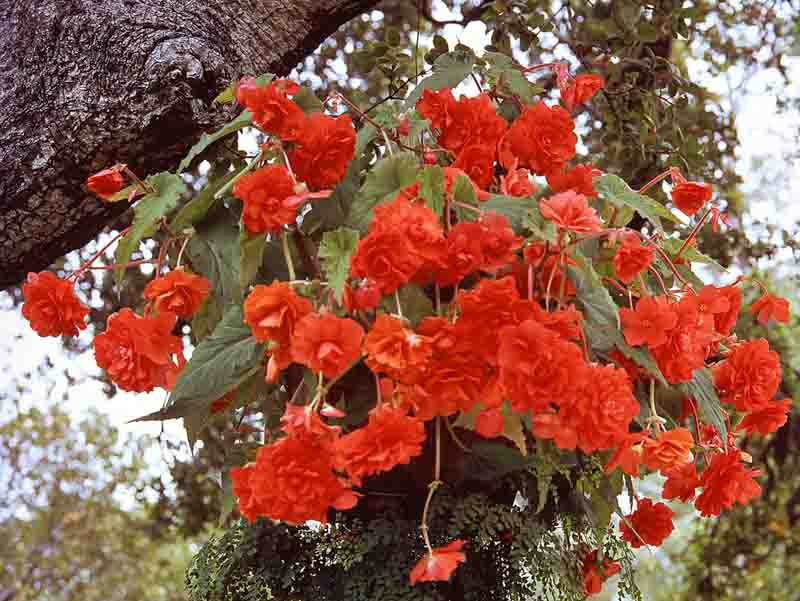Begonia 'Hanging Basket Scarlet'